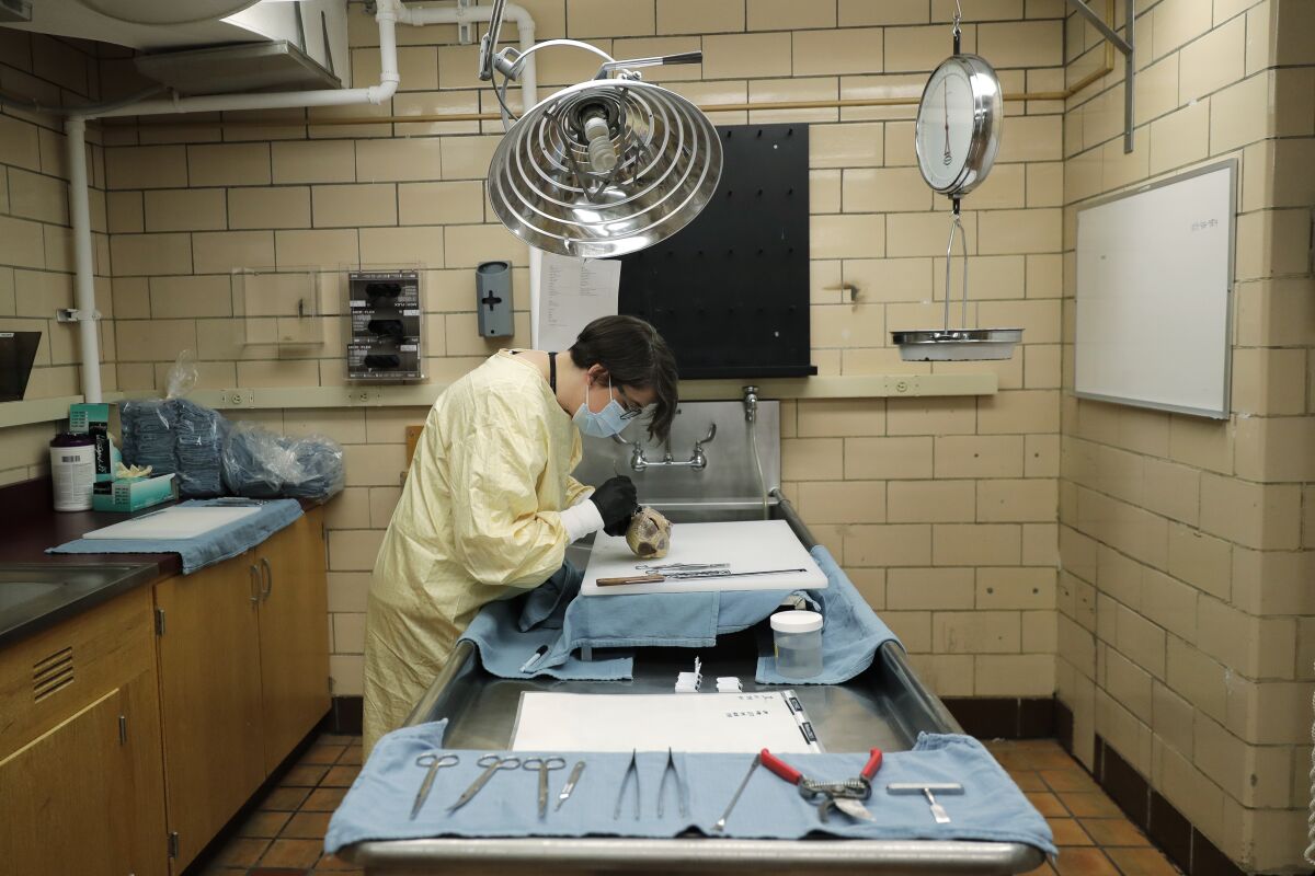A pathologist examines the preserved heart of a person who died of complications related to COVID-19.