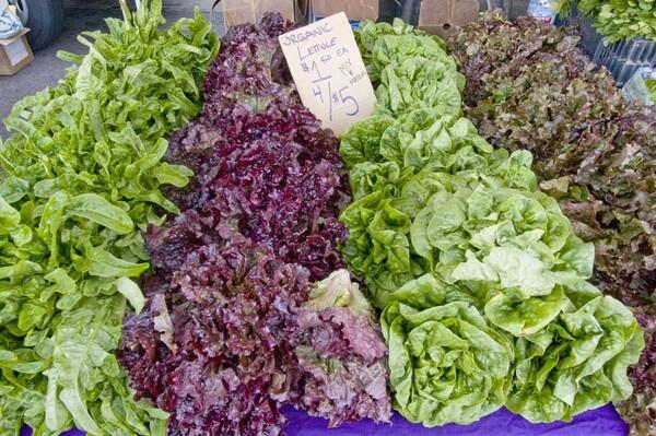 A variety of lettuces