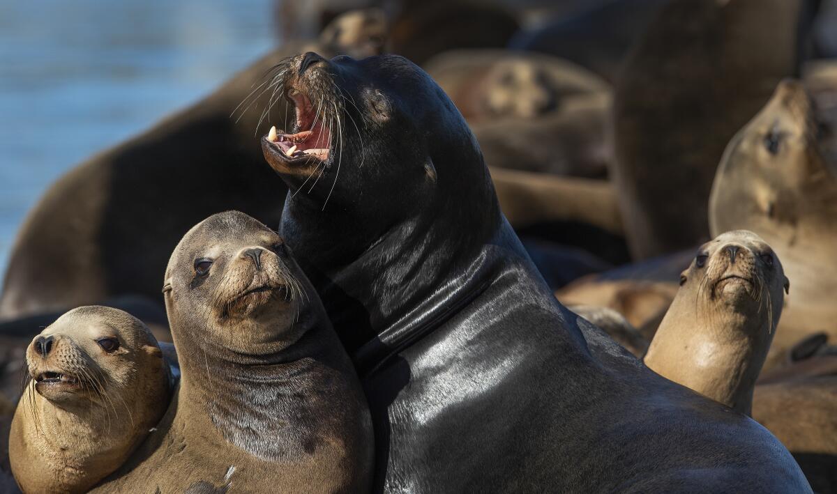 All-male California sea lions gather close together on the docks at Pier 39 in San Francisco.  