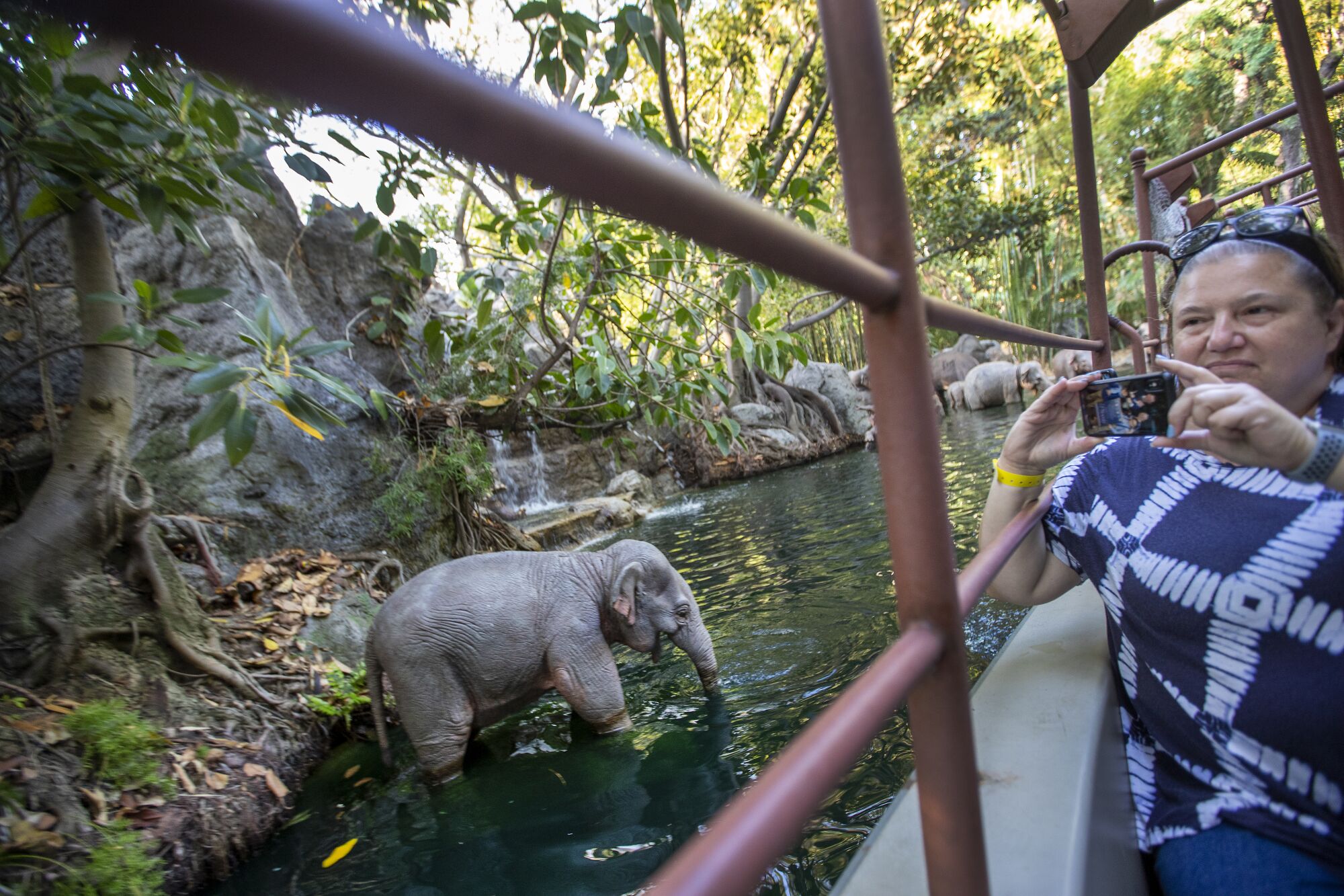 Riders view bathing elephants during the Jungle Cruise ride