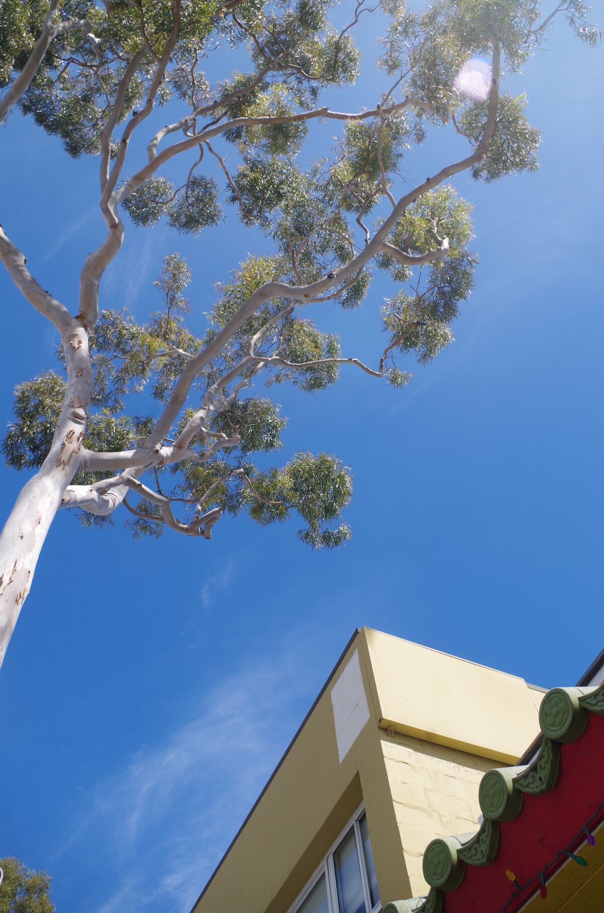 A eucalyptus tree beside the Shanghai Pine Gardens restaurant on Marine Avenue will be tested this year to see if it needs to be replaced.