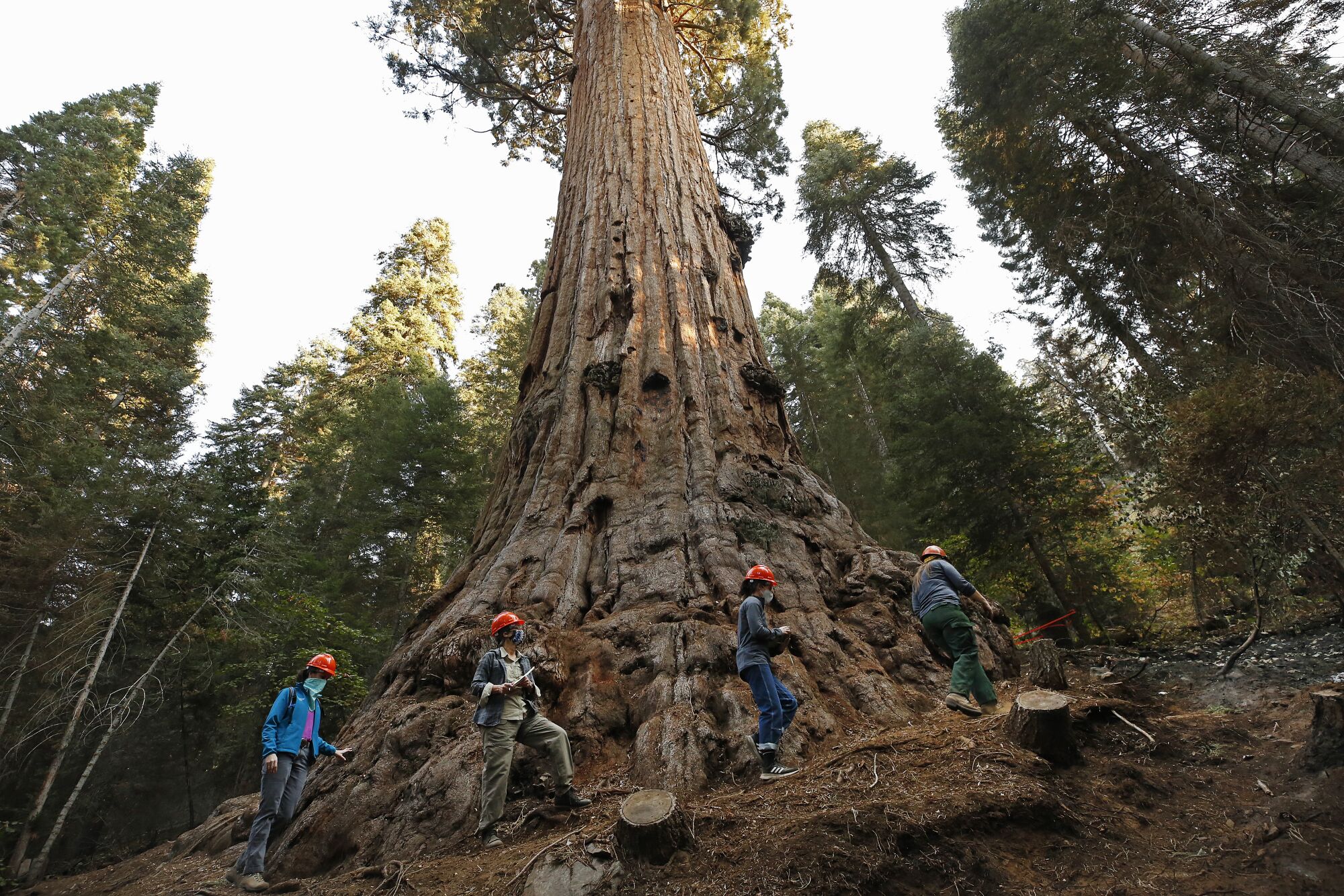 A group of people in orange hard hats walk around the base of a massive tree