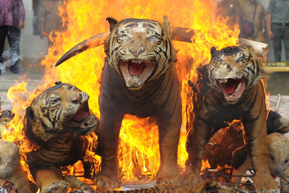 Stuffed Sumatran tigers, ivory and other wildlife trophies seized during recent raids are set on fire by Indonesian officials in Banda Aceh on May 23, 2016.