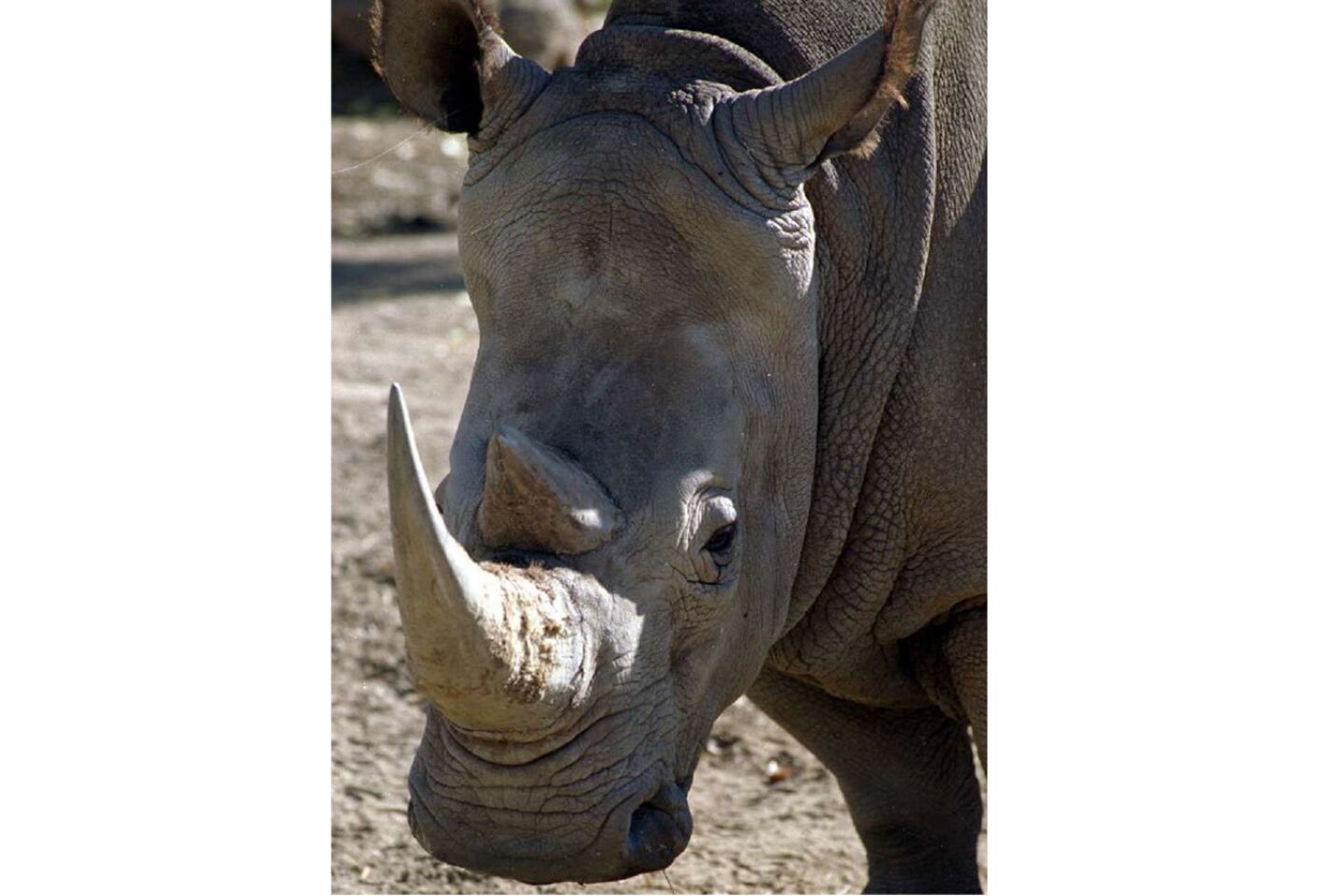 Only 5 northern white rhinos are left; artificial insemination difficult -  Los Angeles Times