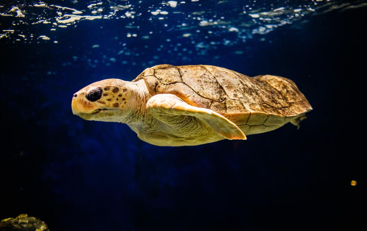 The unnamed female loggerhead sea turtle that calls Birch Aquarium home recently had her annual checkup.