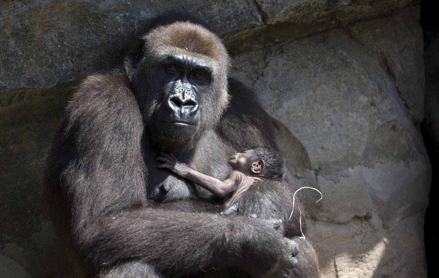Ten-year-old gorilla Nalani holds her baby in her enclosure at Bioparc zoo in Valencia, Spain, on Aug. 18, 2016. Nalani gave birth on Aug. 17.