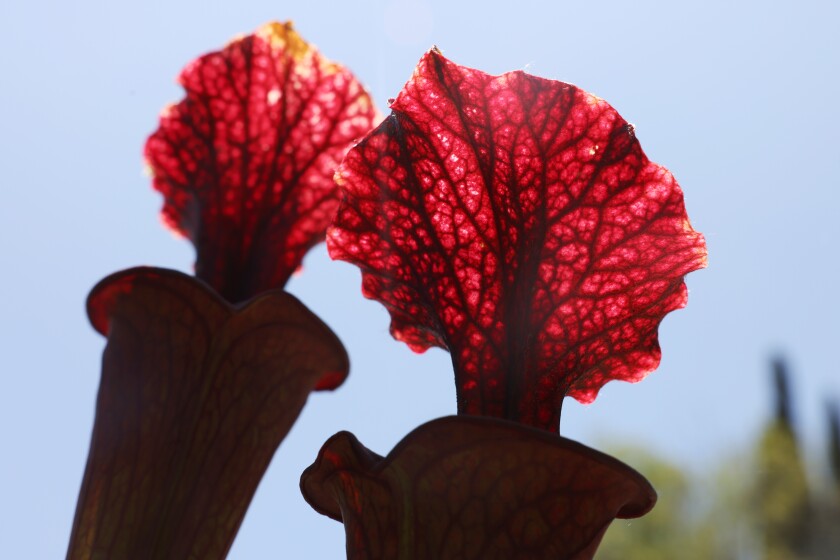 Pitcher plants with red veined leaves silhouetted against the bright sky.