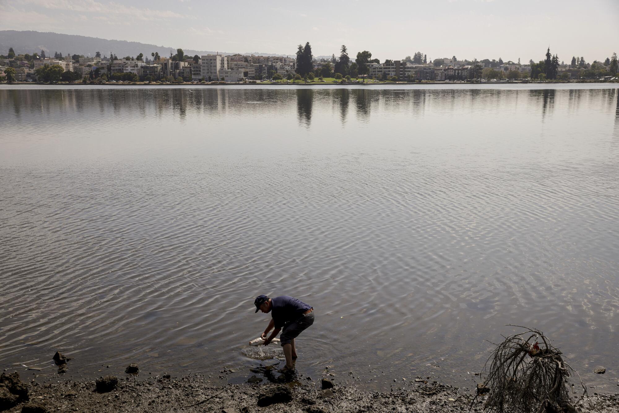 A man picks up a dead fish, likely killed by a toxic algae bloom, in Lake Merritt in Oakland.