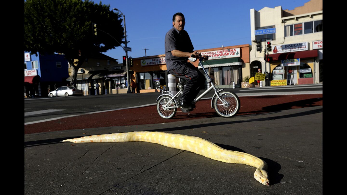 A bicycle rider makes his way past Vanilla, a 3-year-old albino, red-tail boa constrictor, in front of Pet Care Inc. in Boyle Heights. The snake belongs to store owner Jesus Ornelas, who said that he takes the animal outside each day as long as the sun is out.