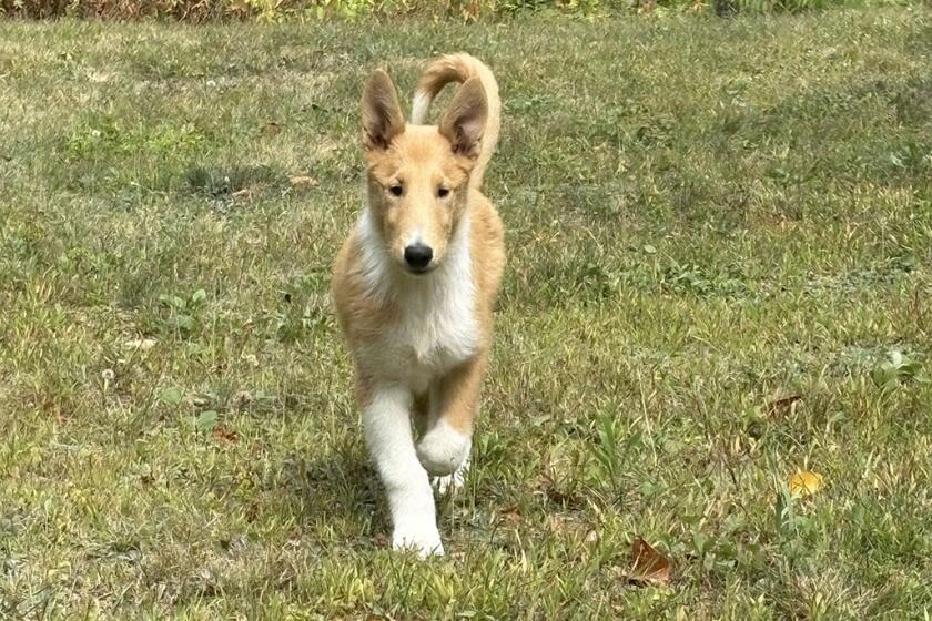 What Dog Breeds are Hypoallergenic And Don’t Shed: Top Picks