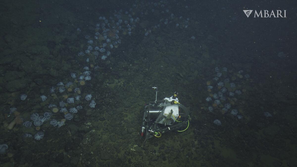 A machine is seen on the ocean floor amid octopuses