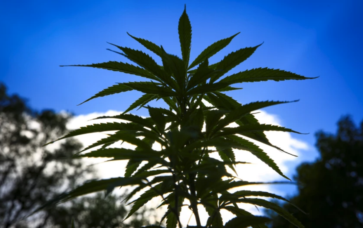 Vista de plantas de marihuana