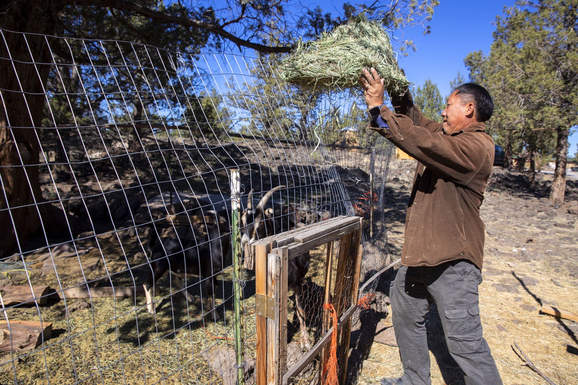 Bee Xiong feeds his goats on his ranch in the Mount Shasta Vista subdivision. He says he no longer farms marijuana.