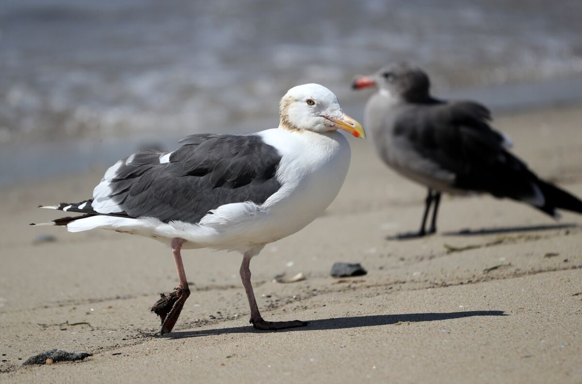 What looks like crude oil covers the nape and feet of a Western gull at Huntington State Beach on Sunday, Oct. 3, 2021.