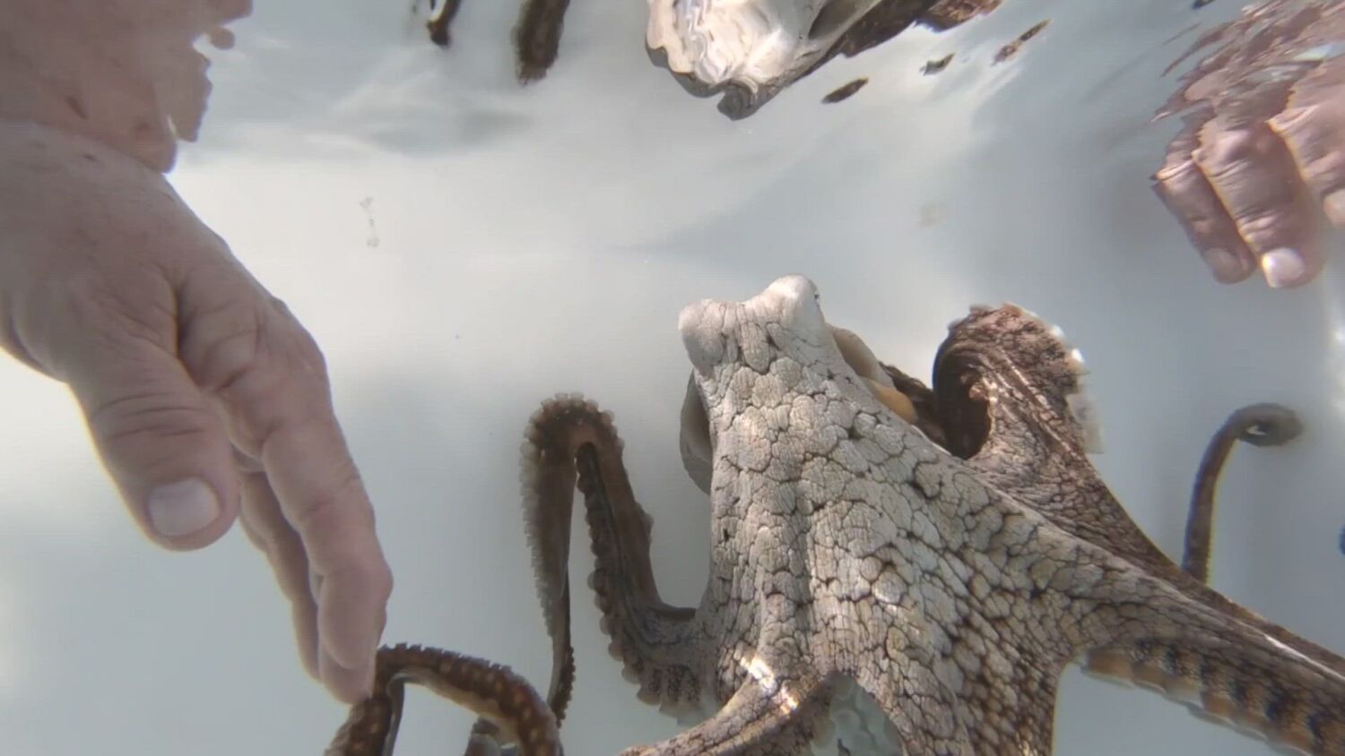Farm-bred octopus: A benefit to the species or an act of cruelty? 
