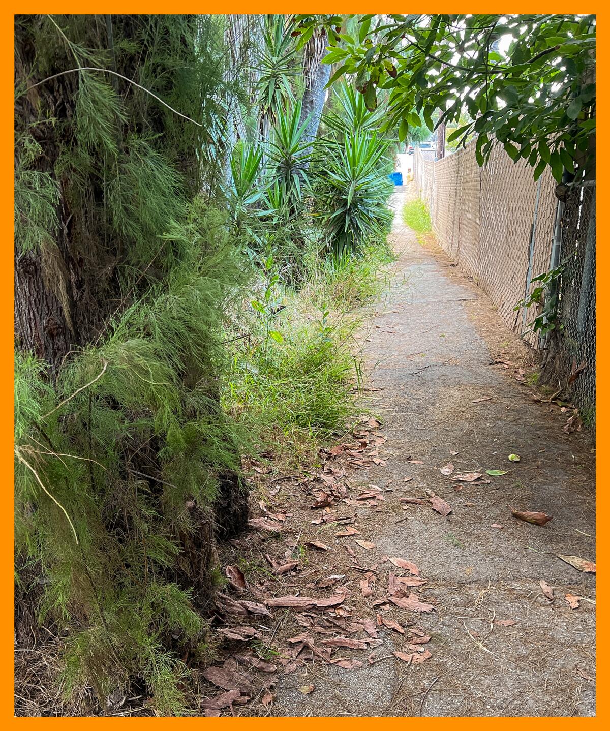 A narrow alley framed by leafy plants
