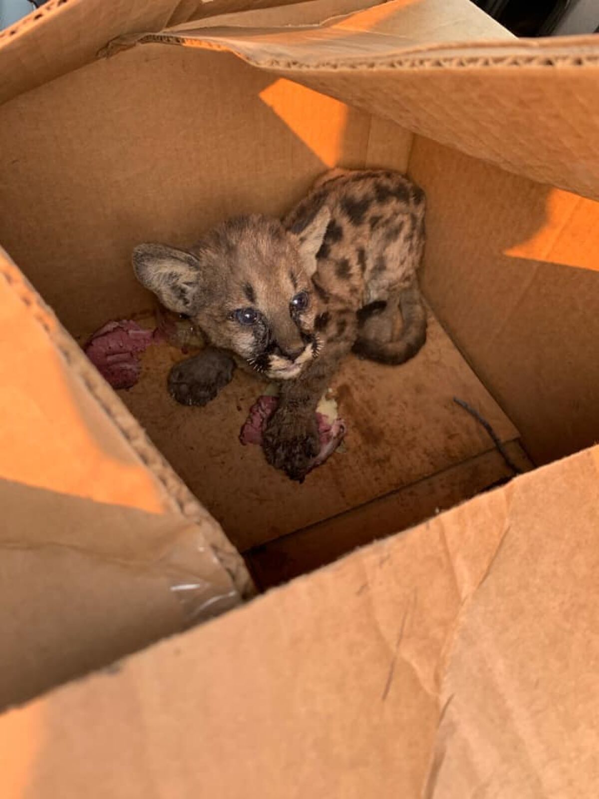 Cal Fire and Shasta County Sheriff's Office officials rescued a mountain lion cub from the Zogg fire on Wednesday.