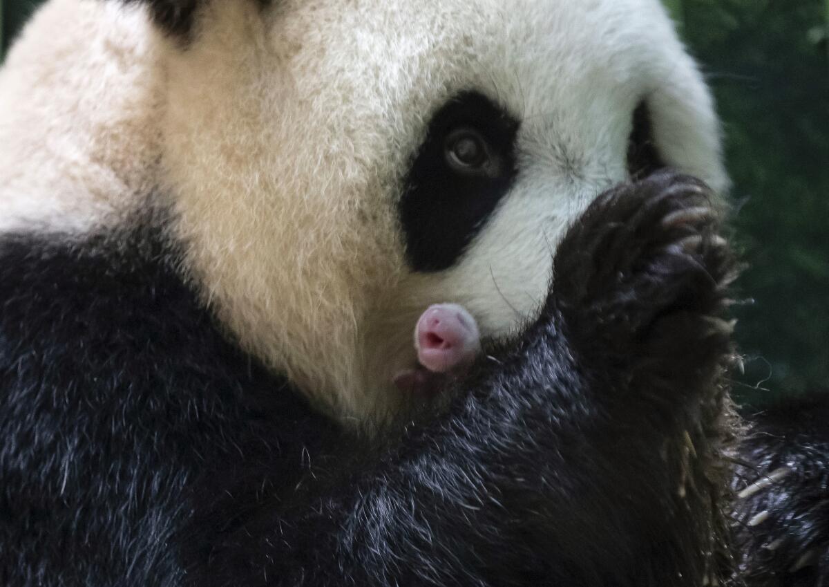 This handout photo released by the Beauval Zoo shows panda Huan Huan holding her new born female cub in Saint-Aignan, central France, Monday, Aug. 2, 2021. A giant panda on loan to France from China gave birth to two female twin cubs early Monday, a French zoo announced. The Beauval Zoo, south of Paris, said the twins were born shortly after 1 a.m. They weigh 149 and 129 grams (5.3 and 4.6 ounces). (Eric Baccega/Beauval Zoo via AP)