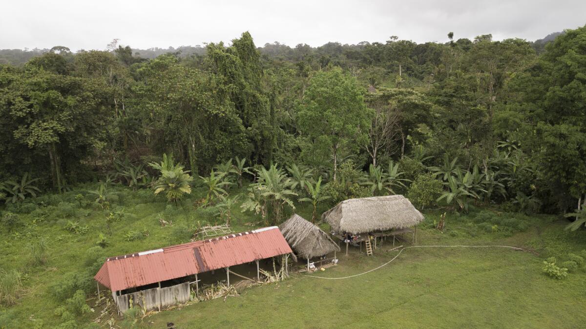 Huts in a jungle clearing