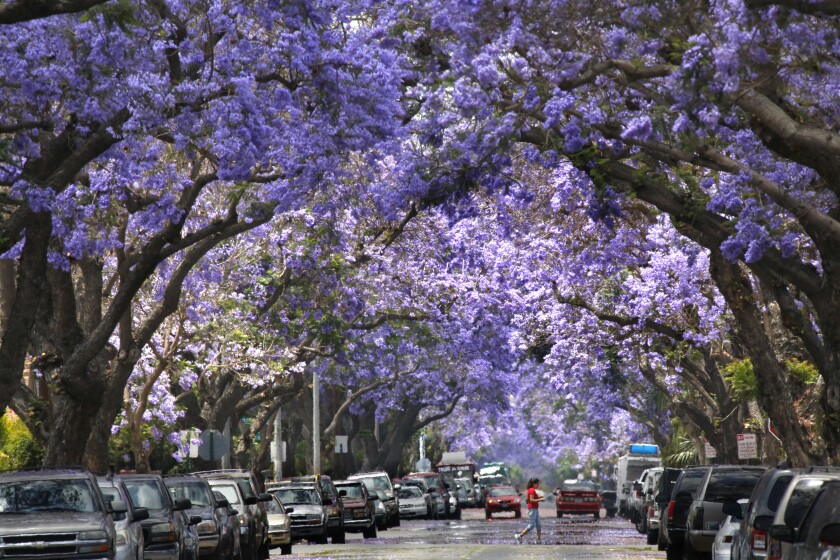 Canopy of blooming jacaranda trees over a car-lined street 