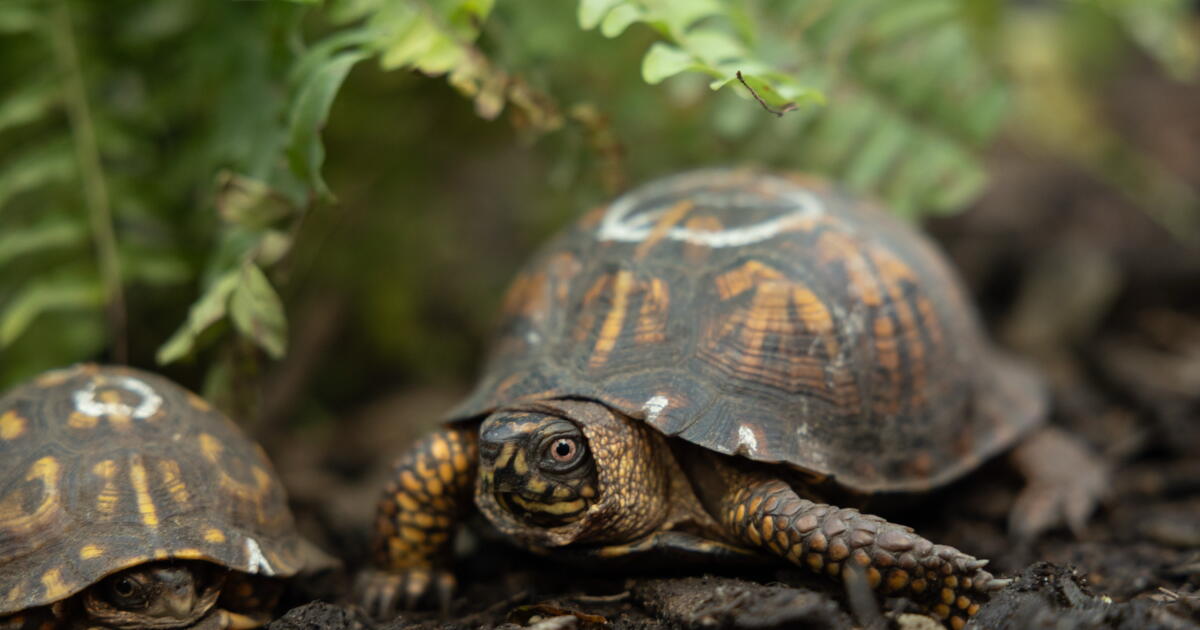 How L.A. became a turtle smuggling hot spot, pushing this rescue group to the brink - BERITAJA
