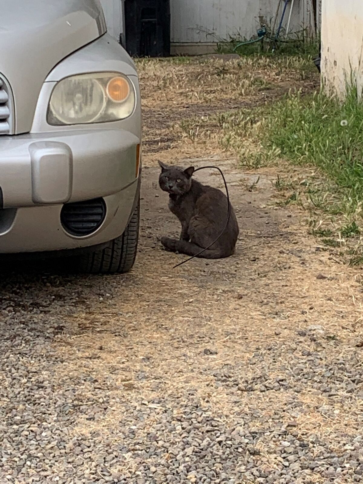 Russian Blue cat with zip tie around its neck