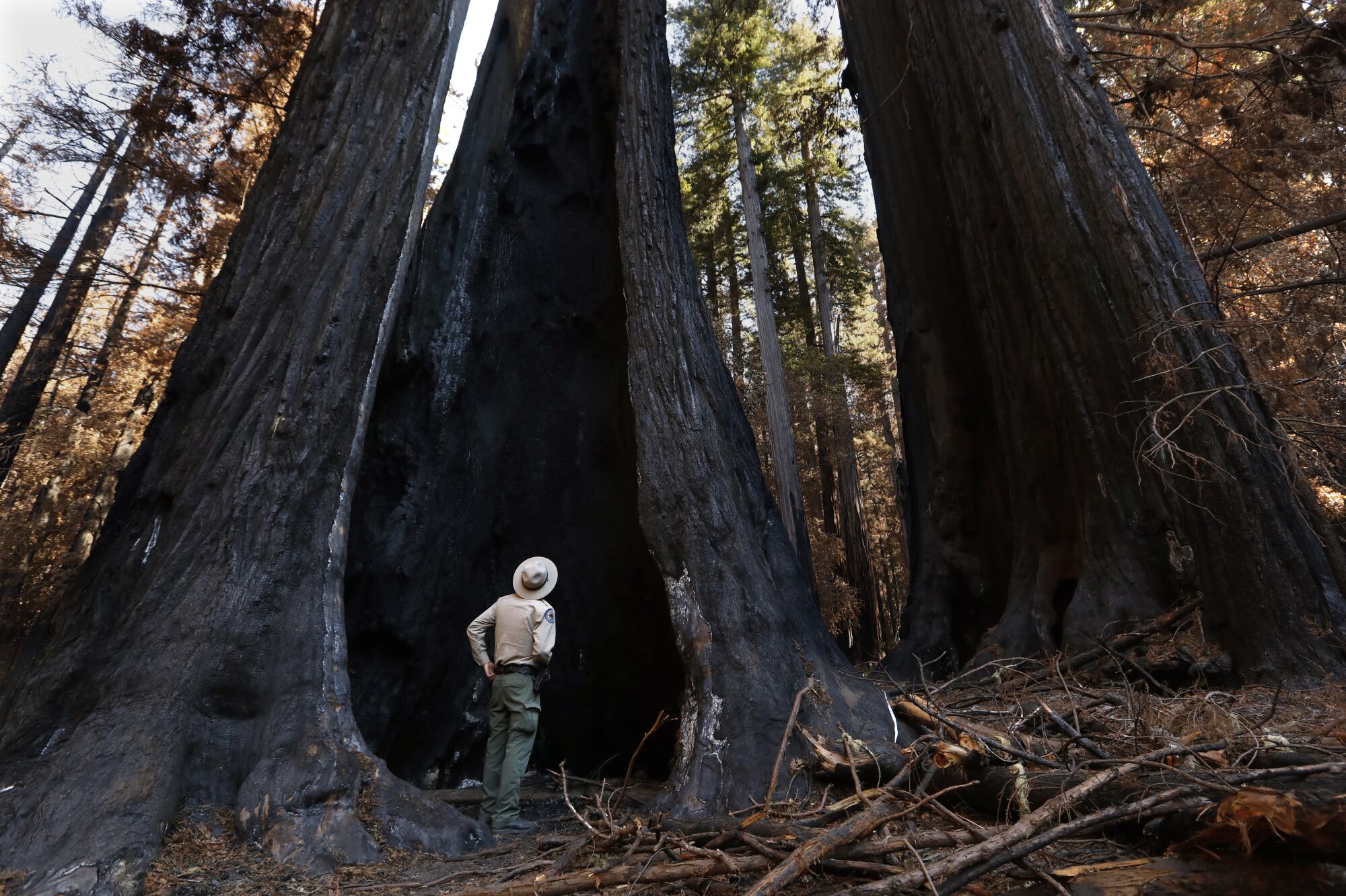 A state parks ranger stands alongside, and is dwarfed by, a charred redwood tree.
