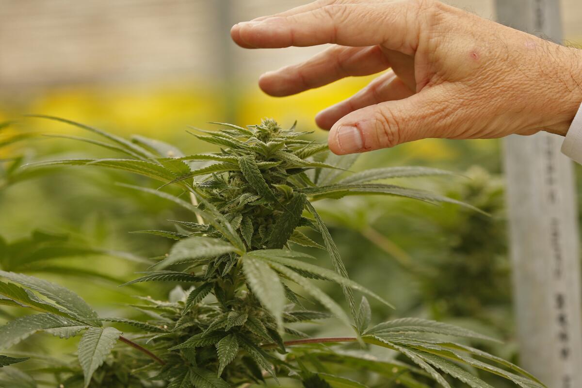 Lobbied by the marijuana industry, Santa Barbara County officials opened the door to big cannabis interests in the last two years. (Al Seib / Los Angeles Times)