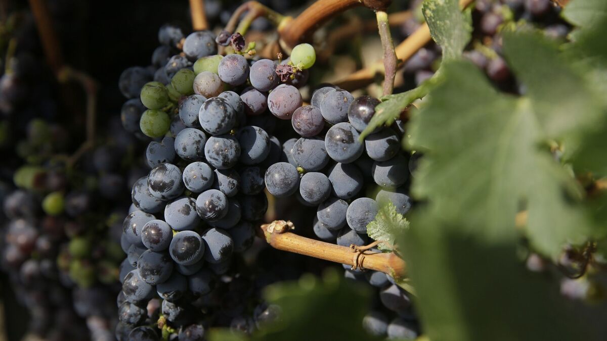 Wine and grapes, such as these from Frog's Leap winery in Rutherford, are among the California products that could face retaliatory tariffs from China in response to President Trump's plans to target Chinese imports such as steel and aluminum.