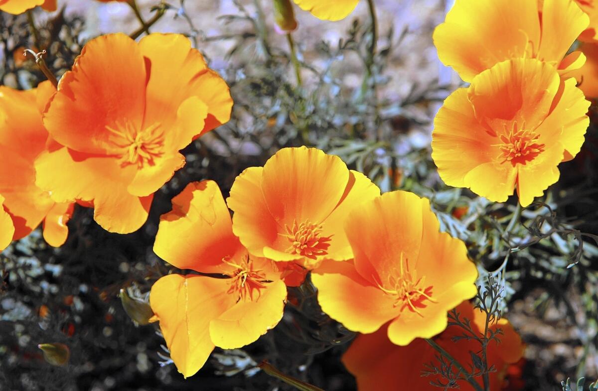 California poppies are a good option for adding color to a low-water landscape design.