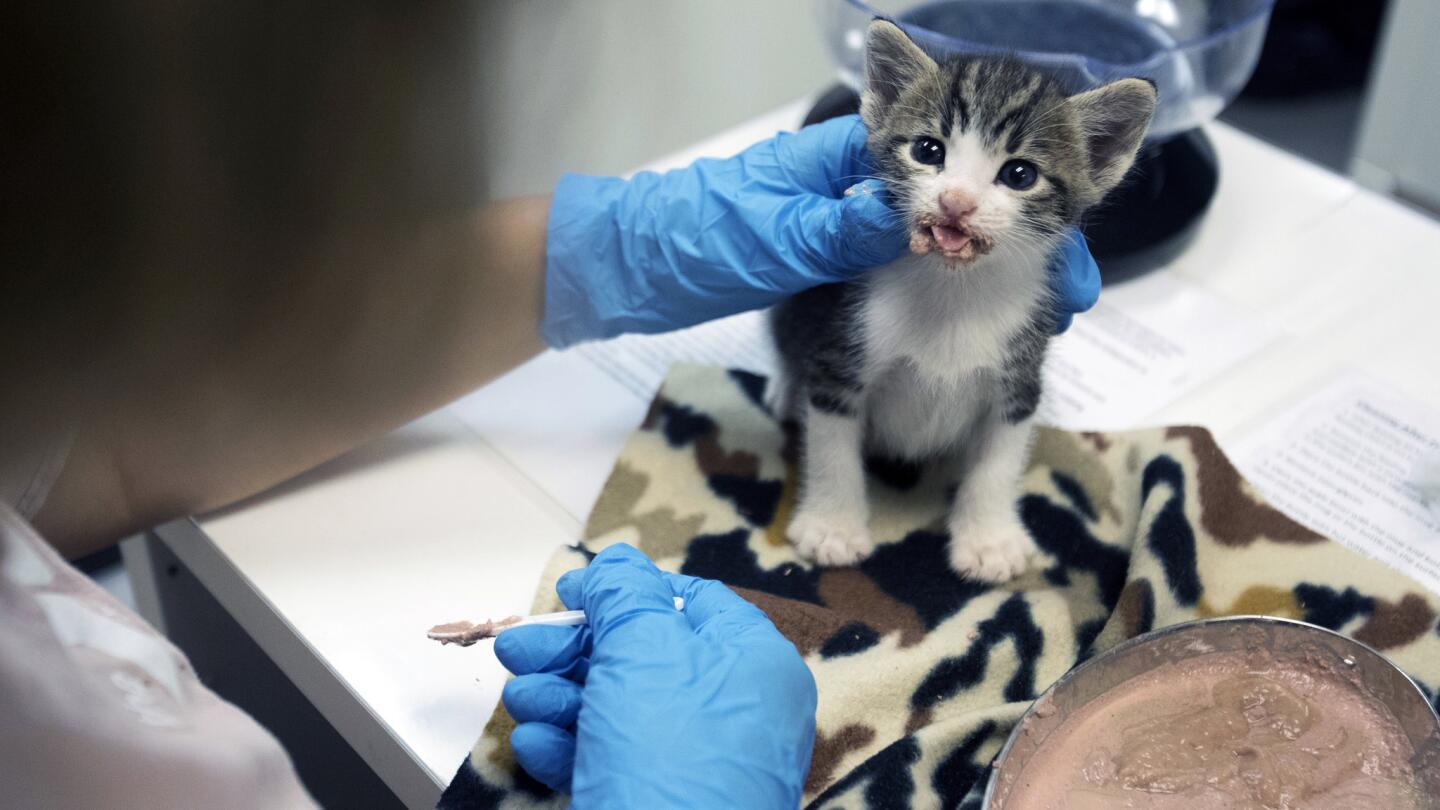 Inside a no-kill kitten nursery