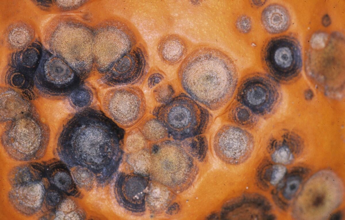 This image provided by Bugwood.org shows a pumpkin displaying lesions symptomatic of anthracnose, a serious fungal disease affecting crops like beans, cucumbers, eggplants, melons, peas, peppers, tomatoes, pumpkins and spinach. (Gerald Holmes, Strawberry Center, Cal Poly San Luis Obispo, Bugwood.org via AP)