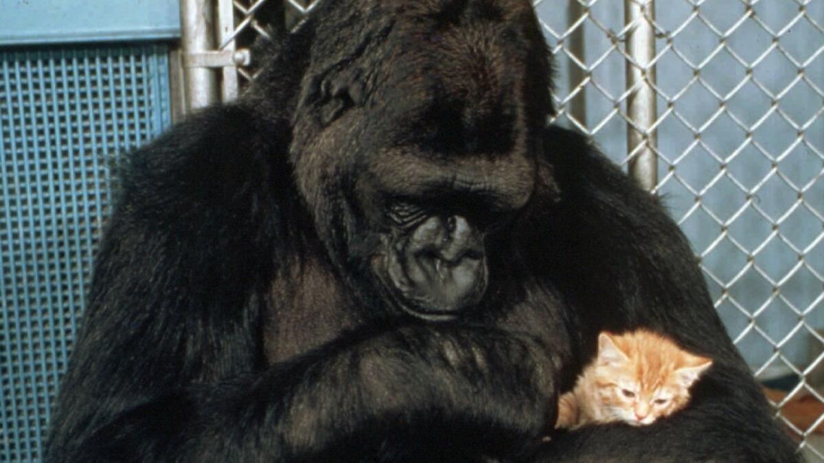 Koko, the western lowland gorilla who learned to communicate with sign language, cuddles her new kitten at the Gorilla Foundation in Woodside, Calif., in 1985. Koko died this week at the age of 46.