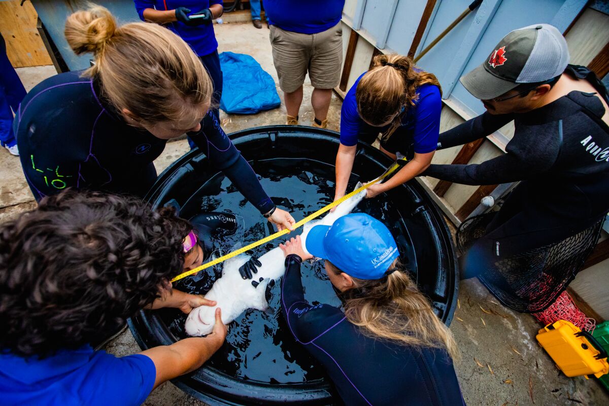 A team measures a leopard shark in Birch Aquarium's care as part of an annual check-up.