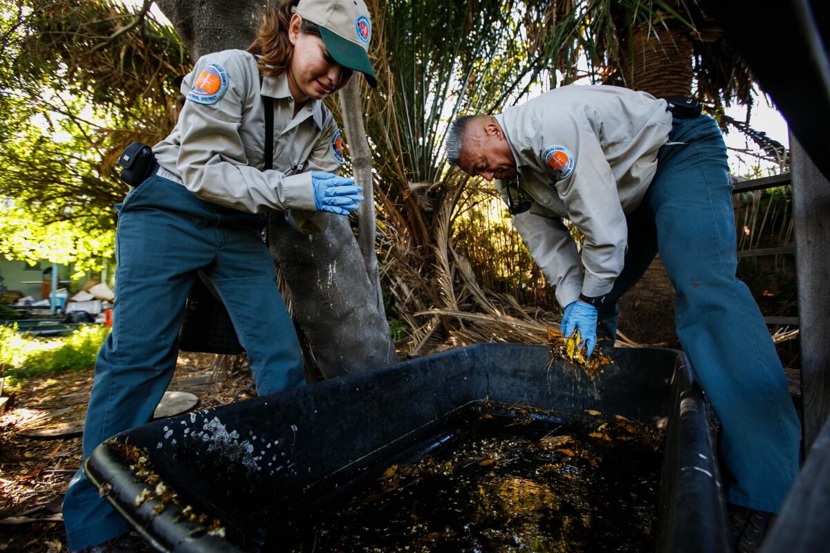 Vector control specialists Yessenia Avilez, left, and Randy Garcia clear out the debris from a tub of water in a Silver Lake yard as they hunt for mosquitoes that can carry the Zika virus.