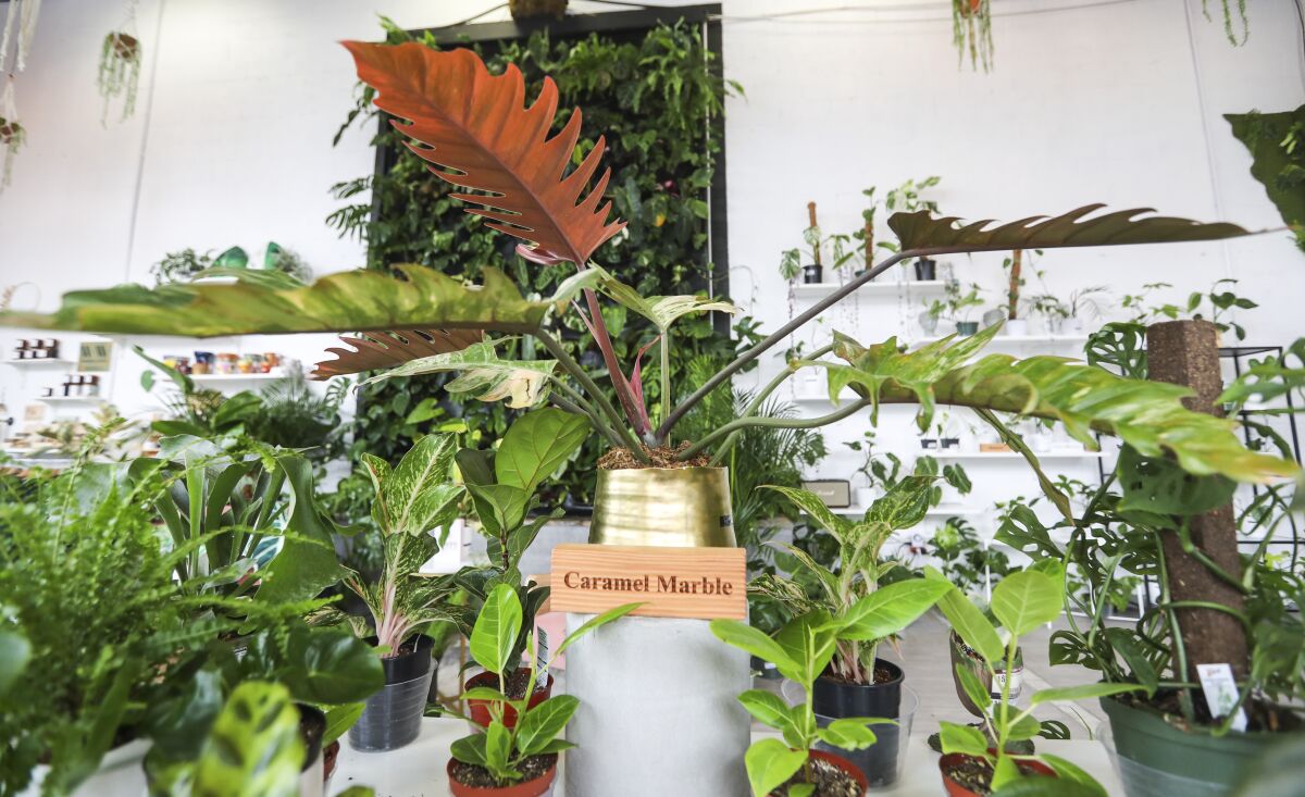 A plant labeled as a caramel marble philodendron, with other plants in the background.  