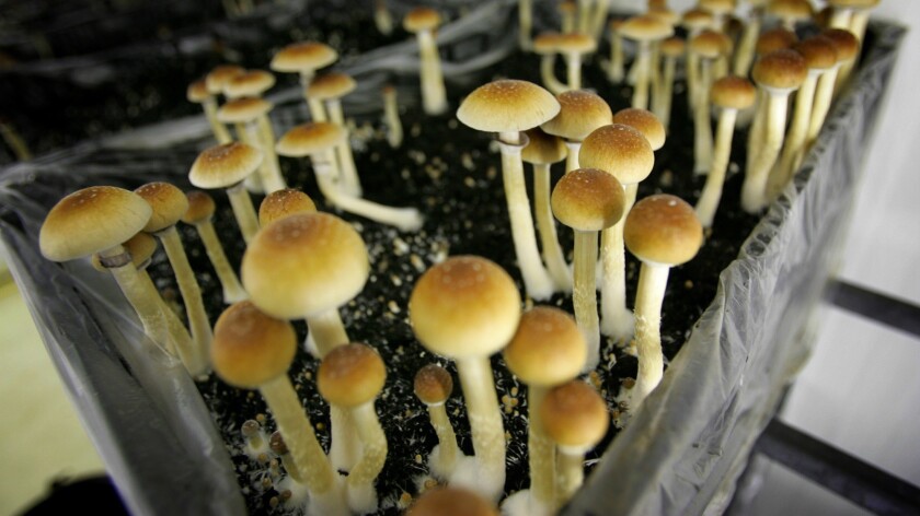 Magic mushrooms are seen in a grow room at the Procare farm in Hazerswoude, central Netherlands.