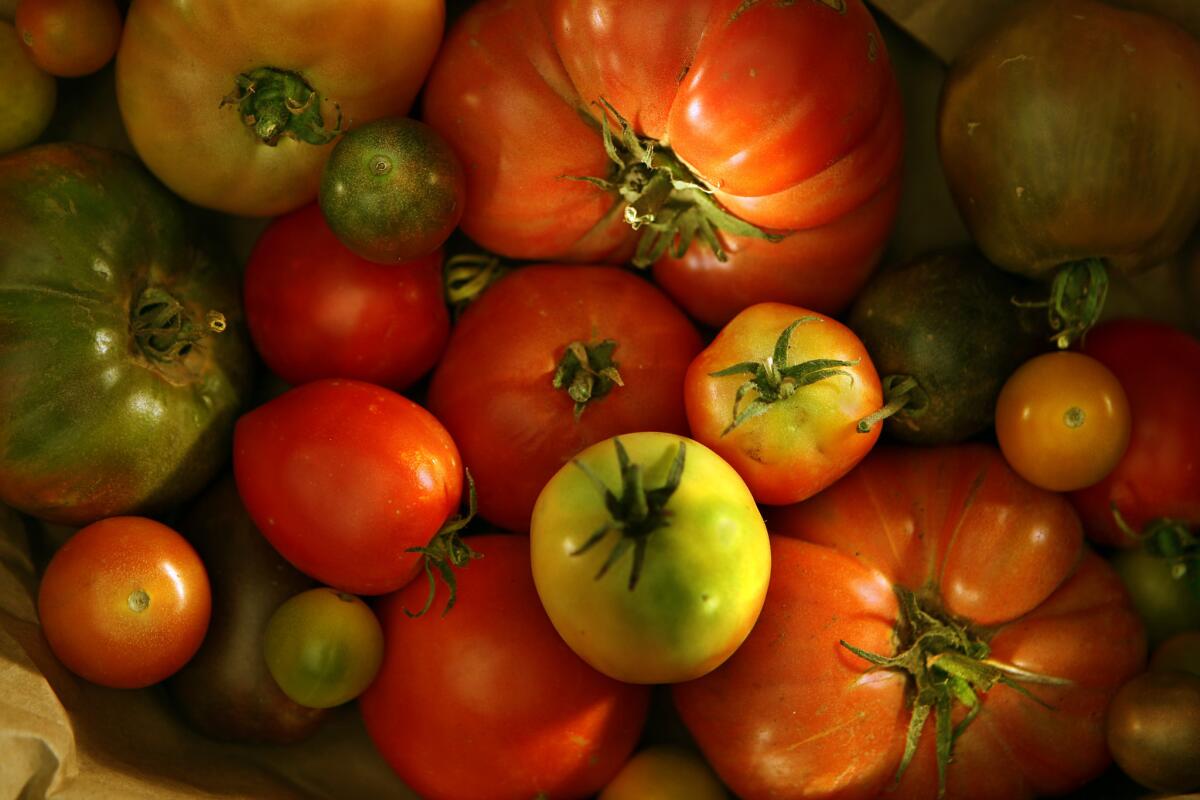 Tomatomania! — the annual traveling pop-up sale of hundreds of types of heirloom and hybrid tomato seedlings — starts at Tapia Brothers Farm Stand in Encino March 18-20.