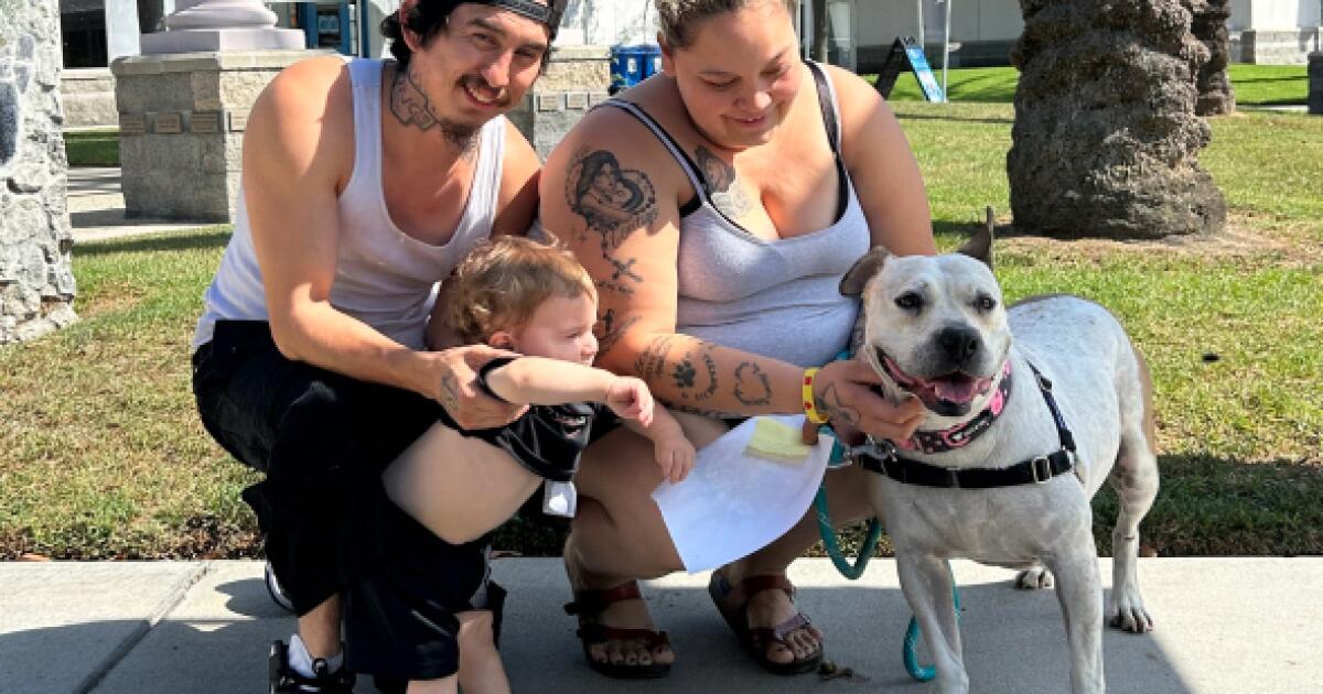 A pit bull named Cinderella waited more than three years in a
