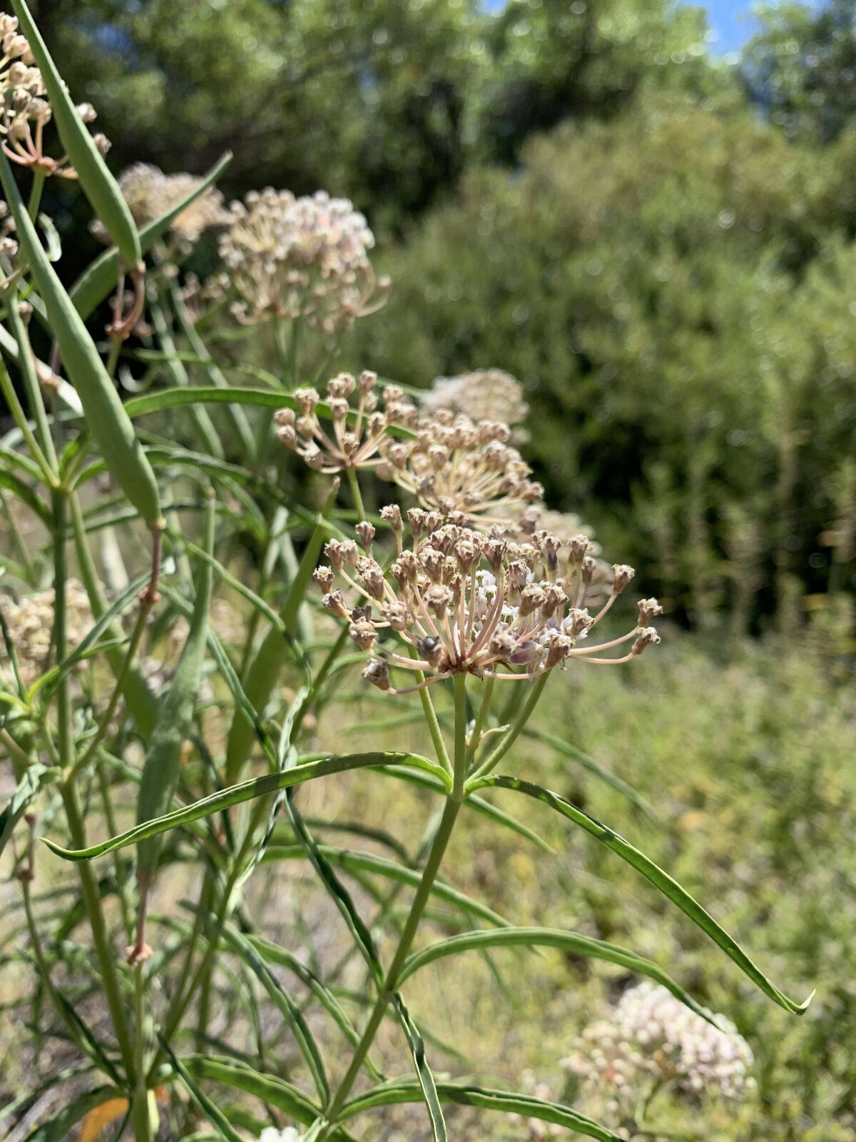 Narrowleaf milkweed (Asclepias fascicularis) is a native variety with clusters of tiny pink flowers.