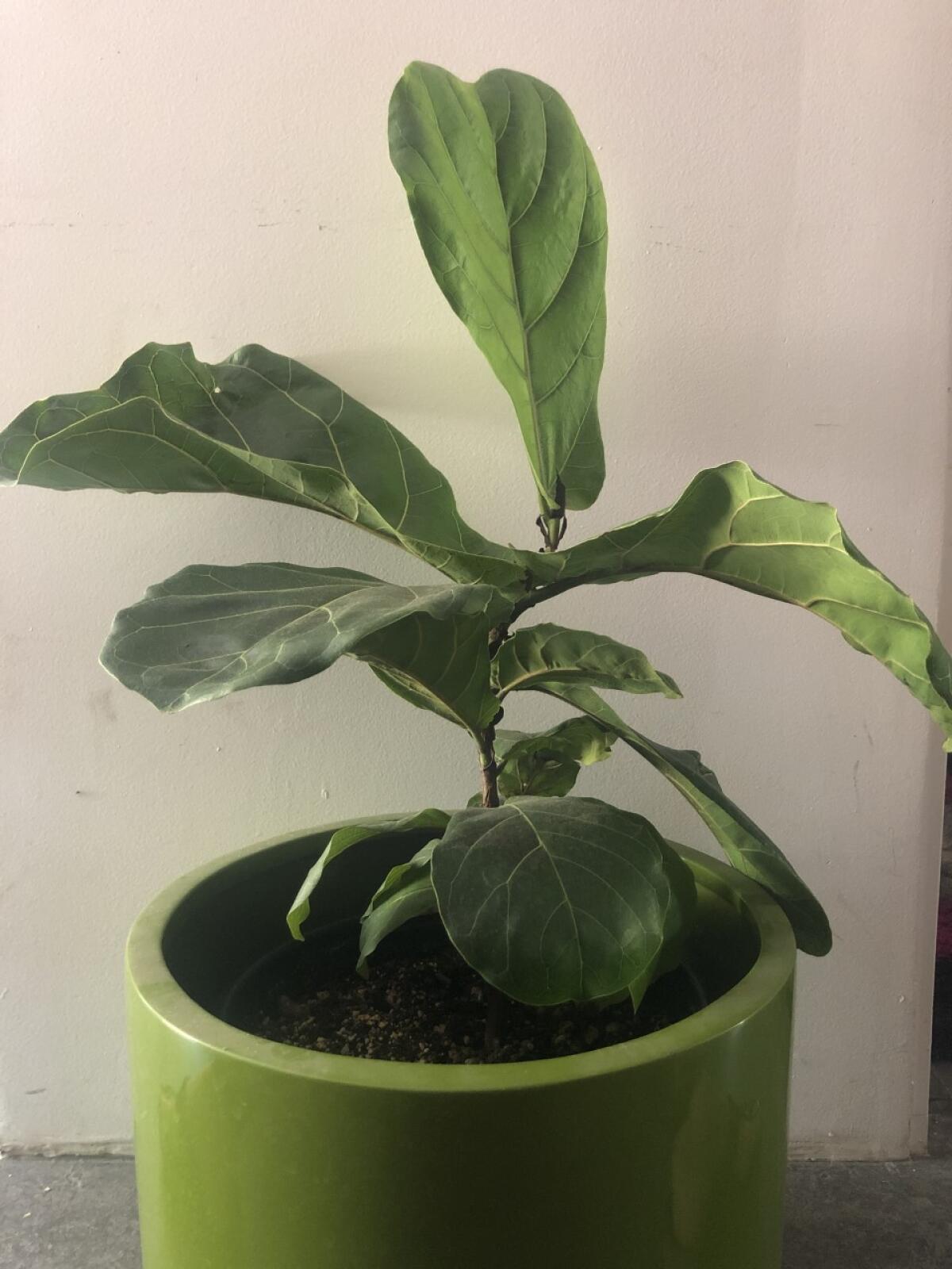 A miniature fiddle leaf fig in a green pot 