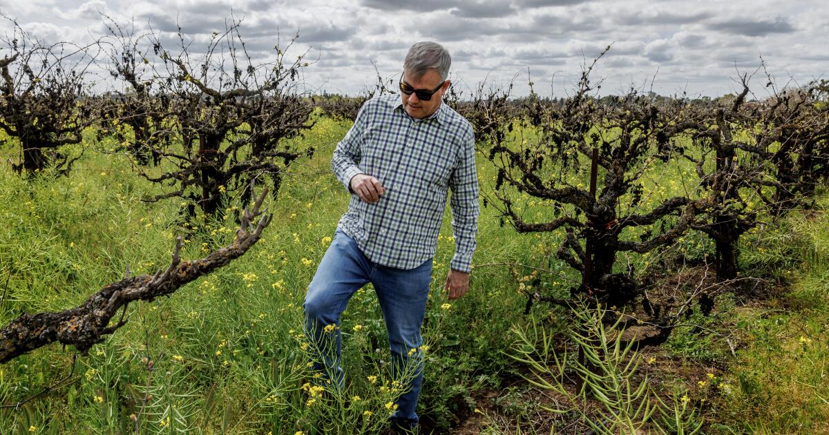 Global wine glut compounds headaches for struggling California vineyards