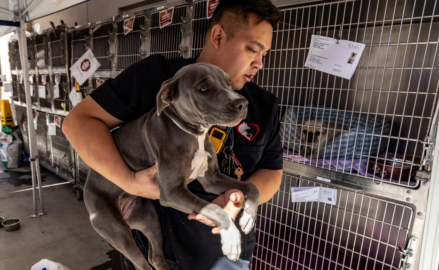 'We're inundated': Animal shelters across the U.S. are overflowing