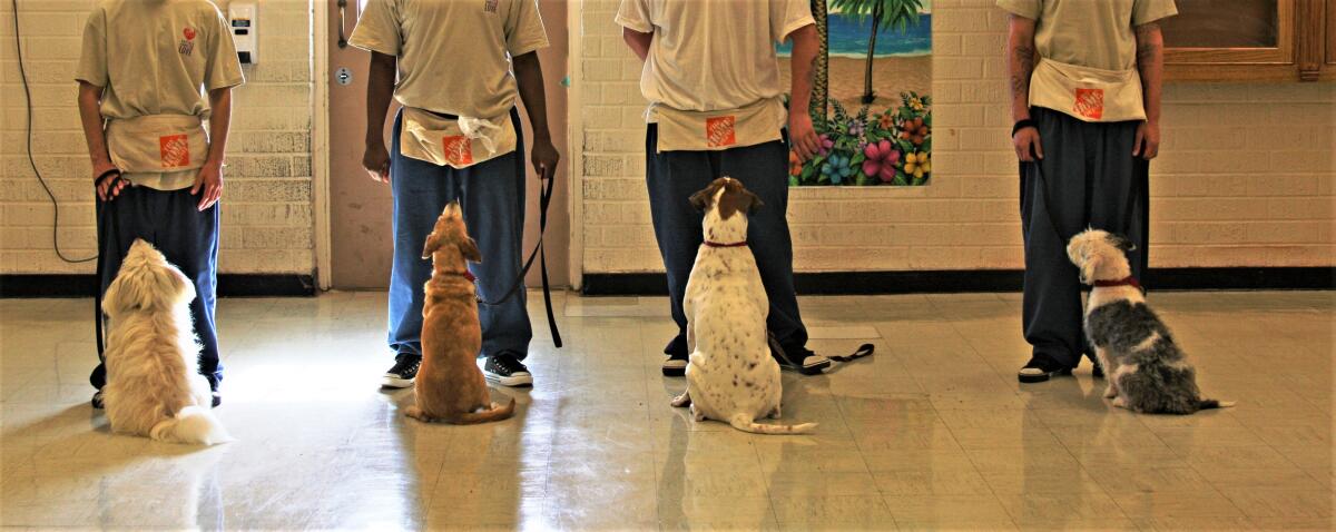 Cell Dogs pairs shelter dogs with inmates, who train them for adoption.