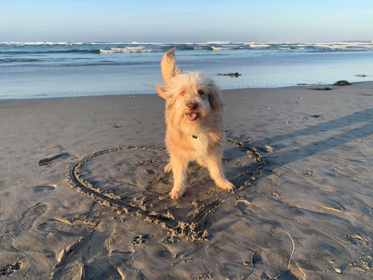 Loki at the beach which is one of the photo shoot locations.