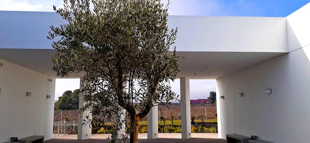 Olive trees are planted around the minimalist Ritsona Crematorium.