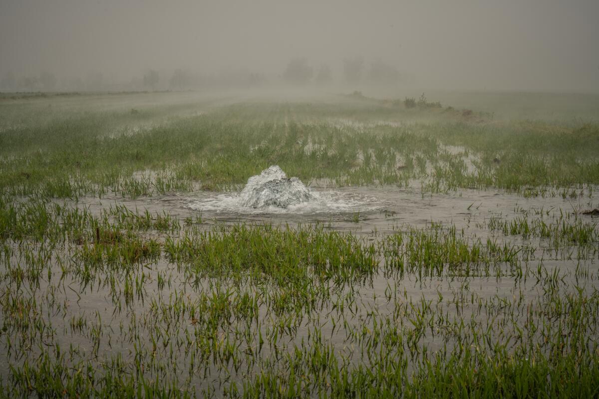 A field is irrigated north of Visalia, in California's Central Valley, in 2020. 