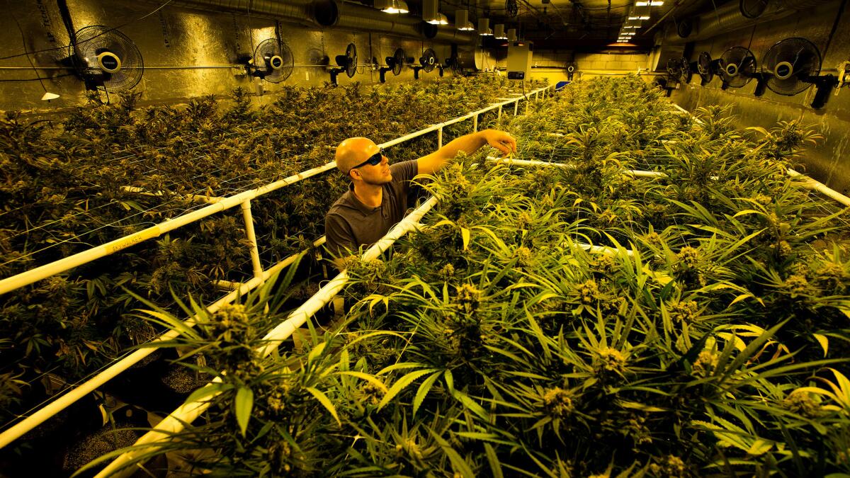 Marijuana plants in a growing room at a medical marijuana operation.