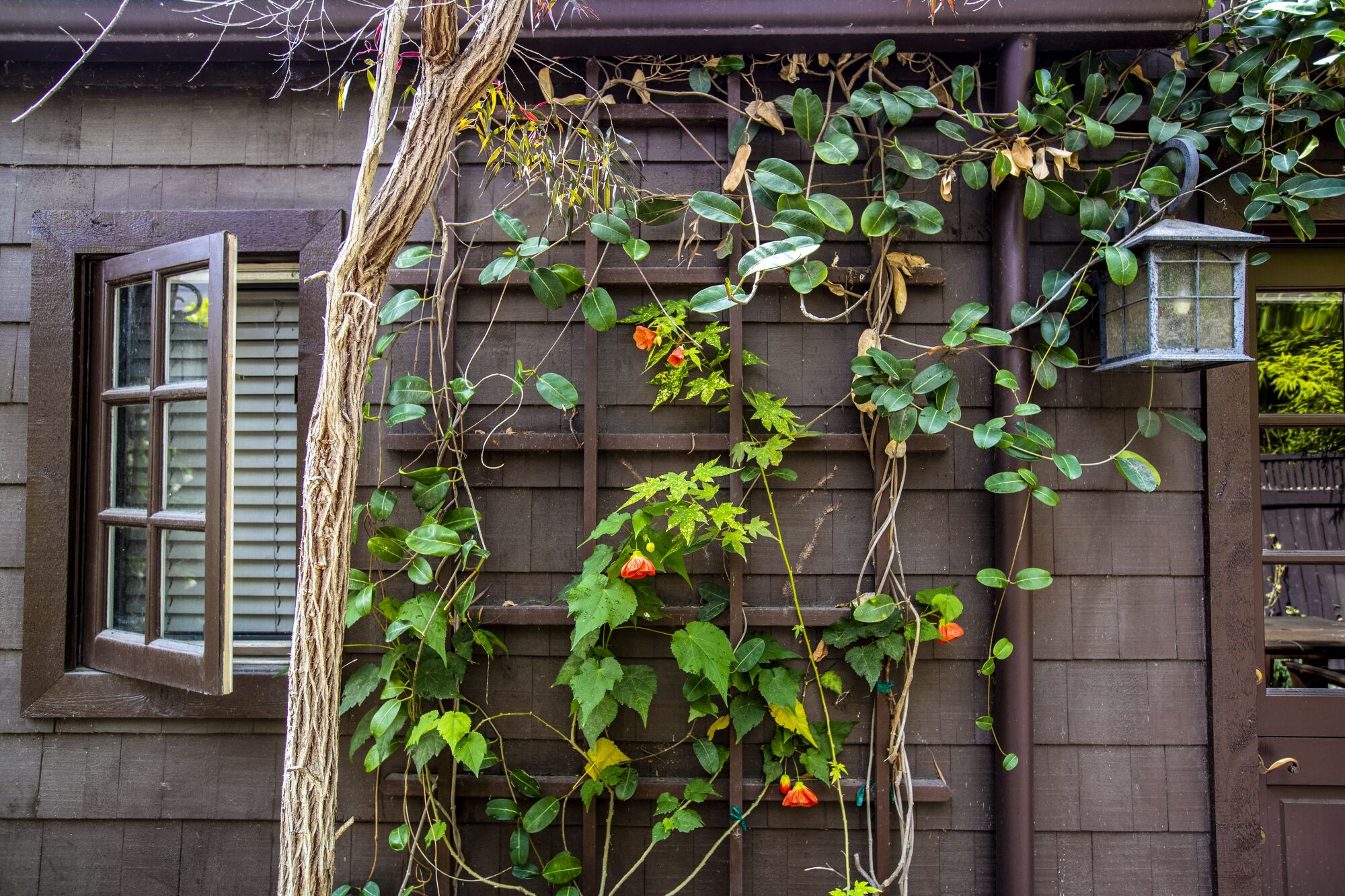 A plant with orange blooms grows on a trellis near a window