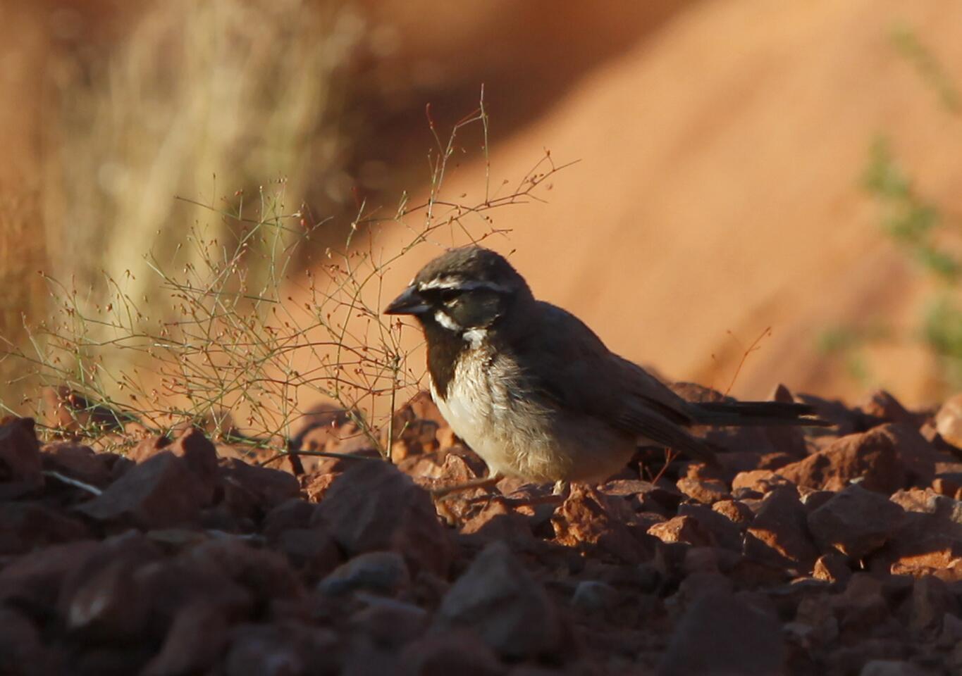 Monument Valley bird